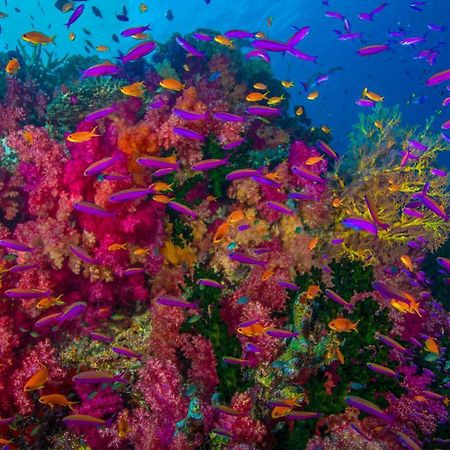 Sau Bay Resort - Off Taveuni Na Sau Bay ภายนอก รูปภาพ
